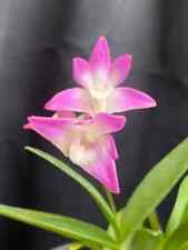 Compact dendrobium kingianum for sale  Lakeland