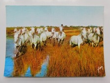 Cpm chevaux marais d'occasion  Eu
