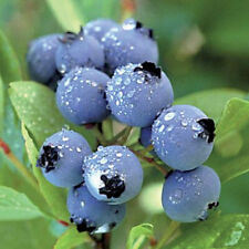 Mirtillo vaccinium myrtillus usato  Spedire a Italy