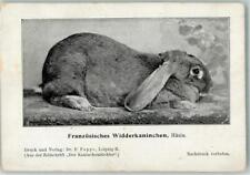 13521351 franzoesisches widder gebraucht kaufen  Deutschland