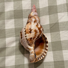 Beautiful triton charonia for sale  Ballwin