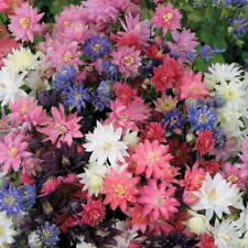 flower columbine native for sale flower columbine native for sale Sevierville