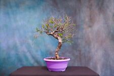 Chinese elm pre for sale  North Fort Myers