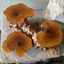 Vintage tree root for sale  Chandler