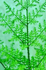 Dryopteris dilatata lepidota for sale  BIDEFORD