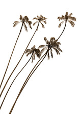 Palm tree design for sale  USA