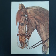 quarter horse gebraucht kaufen quarter horse gebraucht kaufen Beeskow