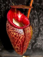 Nepenthes talangensis pianta usato  Italia