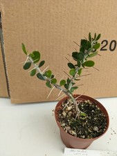 caudex gebraucht kaufen  Stuttgart