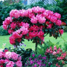 Rhododendron standart tree for sale  SOUTHAMPTON