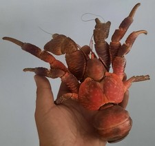 Curiosité taxidermie crabe d'occasion  Montpellier-