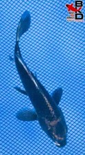 gold fish for sale gold fish for sale Claudville