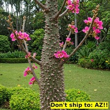 Ceiba speciosa tree for sale  Miami