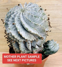 Euphorbia horrida snow usato  Baranzate