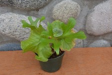 Rare platycerium ridleyi for sale  Roseburg