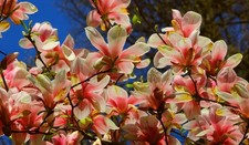 Magnolie stecklinge mehrfarbig gebraucht kaufen  Kaiserslautern