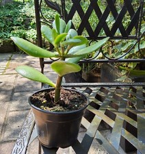 Crassula vata geldbaum gebraucht kaufen  Daaden