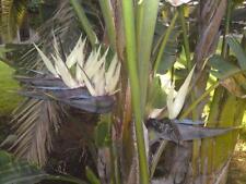 Seeds bird paradise for sale  Phoenix