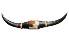 Mounted steer bull for sale  Houston