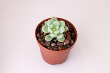 Echeveria amoena rooted for sale  LONDON