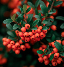 Cotoneaster franchetii shrub for sale  Oakland Gardens