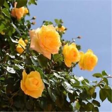 Climbing rose seeds for sale  Goldsboro