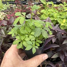 PLANTA JIAOGULAN! GYNOSTEMMA PENTAPHYLLUM comprar usado  Enviando para Brazil