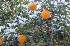 Winterharte range pflanze gebraucht kaufen  Kaiserslautern