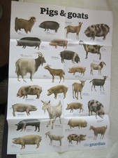 Guardian wallchart pigs for sale  HASTINGS
