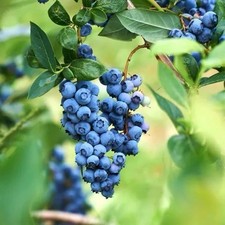 Blueberry bush bluecrop for sale  SPALDING