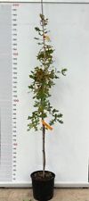 Pianta quercus robur usato  Altamura
