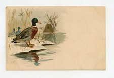 Illustrateur canard colvert d'occasion  Neufchâteau