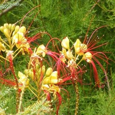 Caesalpinia gilliesii faux d'occasion  Pouzauges