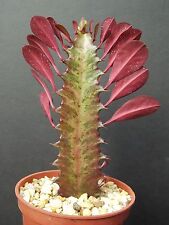 Euphorbia trigona rubra for sale  Miami