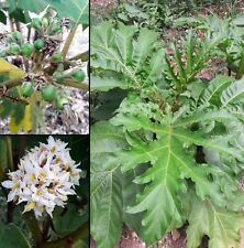 200 semi solanum usato  Pulsano
