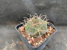 Gymnocalycium bayrianum vivaio usato Gymnocalycium bayrianum vivaio usato  Massafra
