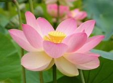 Lotus rhizom blühfähig gebraucht kaufen  Kallmünz