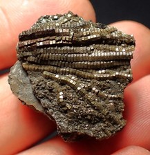 crinoid for sale  BRISTOL