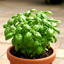4000 basil seeds for sale  Greenville