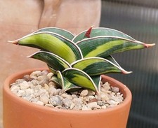 Sansevieria rorida variegated for sale  GLOUCESTER