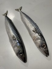 Frozen mackerel sea for sale  OKEHAMPTON