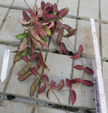 Hoya rosita 1 gebraucht kaufen  Rudolstadt