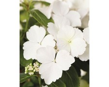 Girlanden hortensie floraself gebraucht kaufen  Deutschland