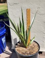 Yucca faxoniana faxon for sale  Chandler