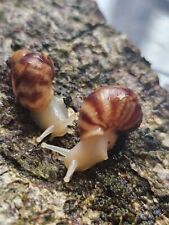 Giant land snails for sale  GLENROTHES