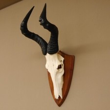 Hartebeest kuhantilope schäde gebraucht kaufen  Nagel