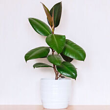Premium ficus robusta for sale Premium ficus robusta for sale  UK
