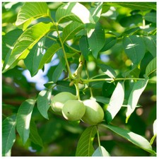 Large english walnut for sale  NEWTOWNARDS