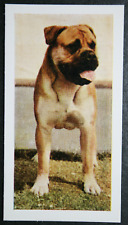 Bullmastiff vintage 1960 for sale  DERBY