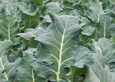Collards Vates Seeds Herança Delicioso Verde Ótimo para Saladas Fritar NÃO-OGM comprar usado  Enviando para Brazil